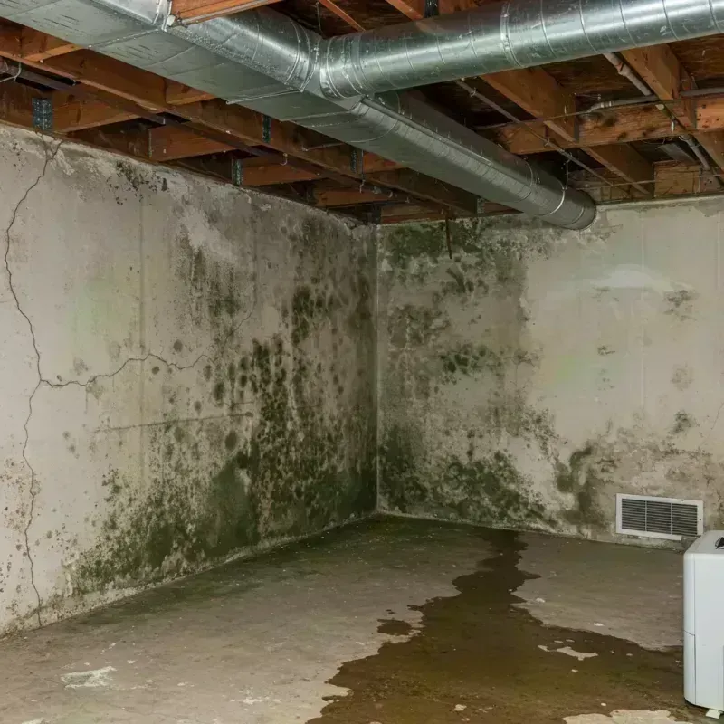 Professional Mold Removal in Bement, IL